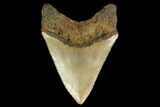 Fossil Megalodon Tooth - North Carolina #147772-2